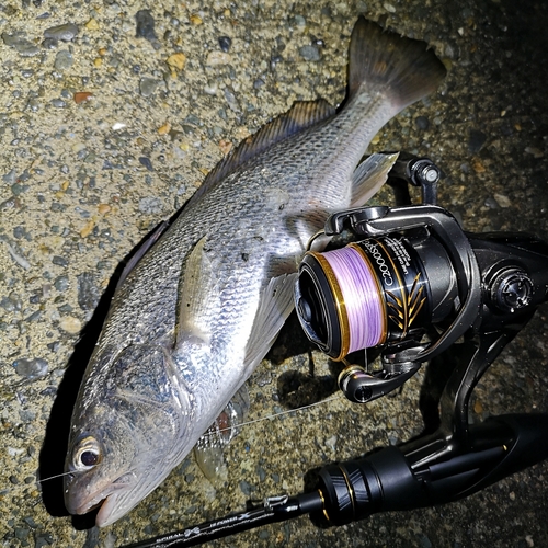 イシモチの釣果