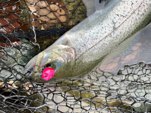 ニジマスの釣果