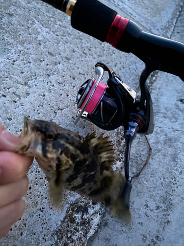 タケノコメバルの釣果