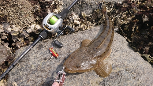 マゴチの釣果