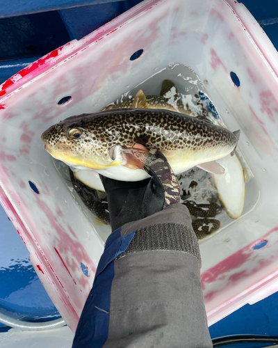 ショウサイフグの釣果