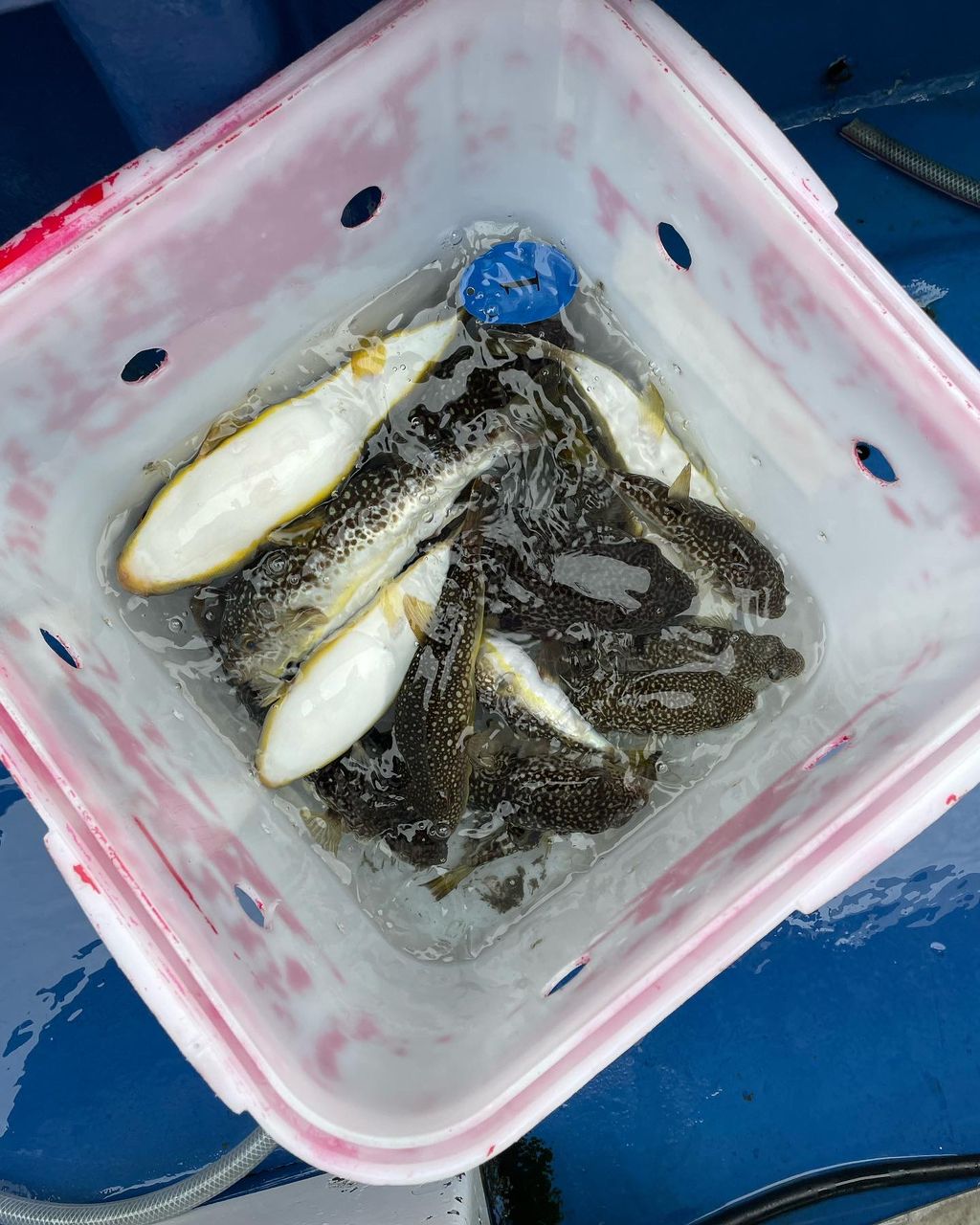 kouhe0110さんの釣果 2枚目の画像