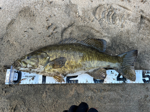 スモールマウスバスの釣果