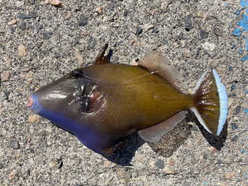 メガネハギの釣果