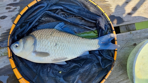 ヘラブナの釣果