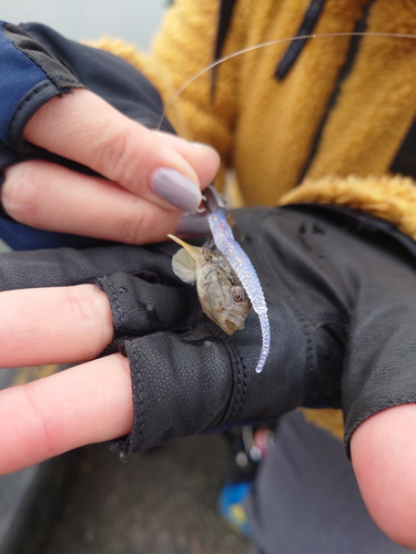 ハゼの釣果