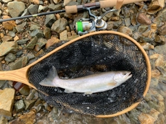 イワナの釣果