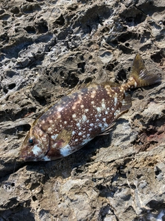 アイゴの釣果