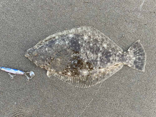 ヒラメの釣果