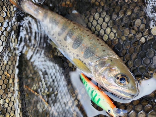 アマゴの釣果