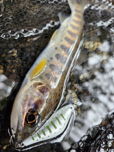 アマゴの釣果