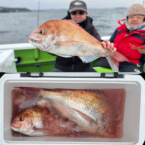 マダイの釣果