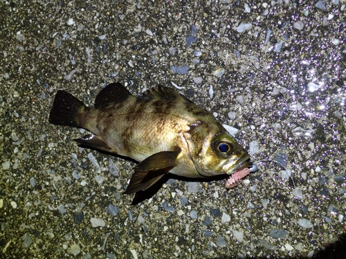 アカメバルの釣果