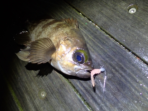 シロメバルの釣果