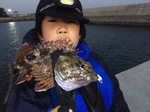 カサゴの釣果