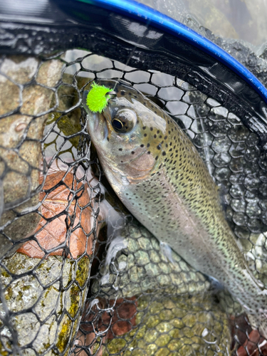 ニジマスの釣果