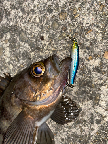 メバルの釣果