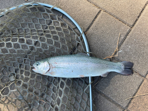 トラウトの釣果