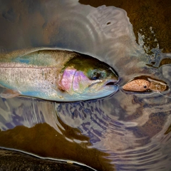 ホウライマスの釣果