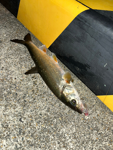 マルタウグイの釣果