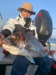 マダイの釣果