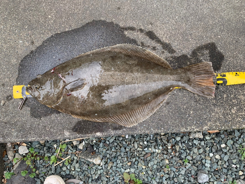 ヒラメの釣果