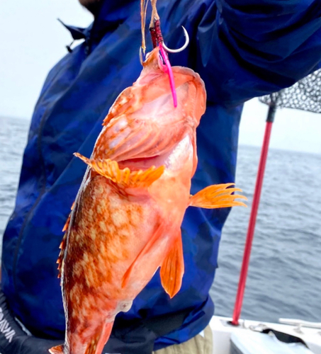 アラカブの釣果