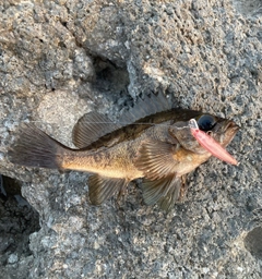 アカメバルの釣果