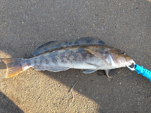 アイナメの釣果