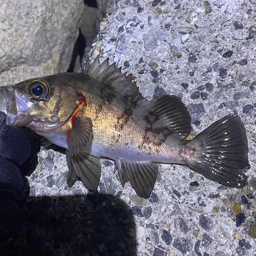 クロメバルの釣果