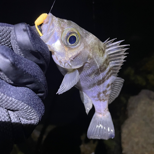 クロメバルの釣果