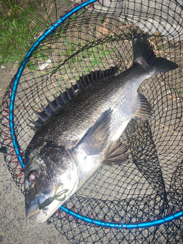 チヌの釣果