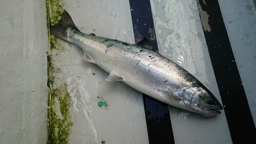 サクラマスの釣果