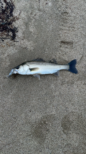 スズキの釣果