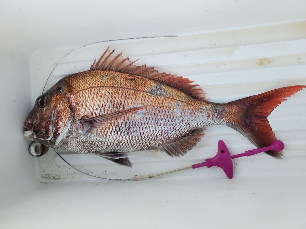 千目釣さんの釣果 1枚目の画像