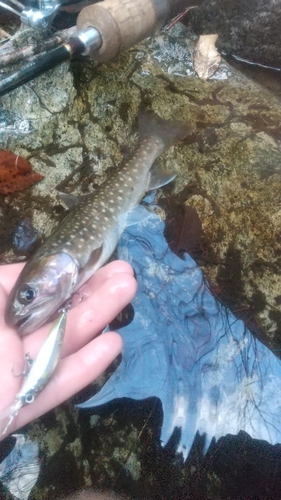 イワナの釣果