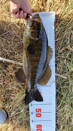 スモールマウスバスの釣果