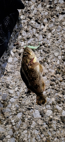 ソイの釣果