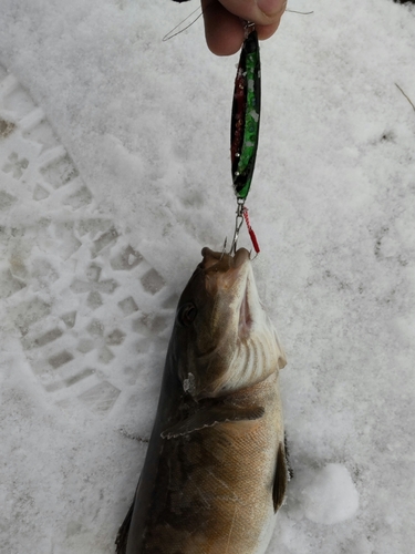 ホッケの釣果