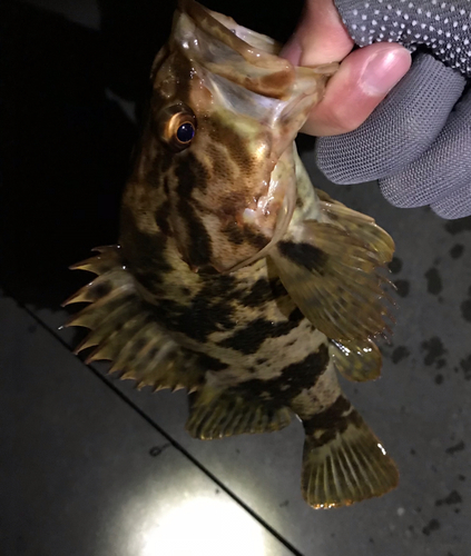 ベッコウゾイの釣果