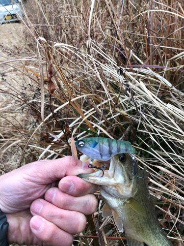 ラージマウスバスの釣果