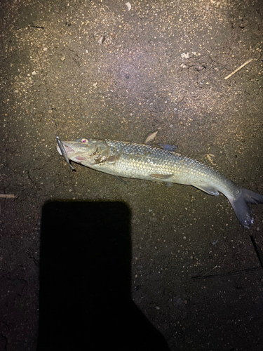 ニゴイの釣果