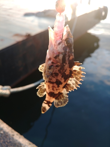 タケノコメバルの釣果