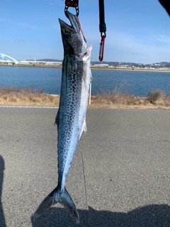 サゴシの釣果