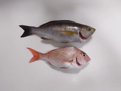 イサキの釣果