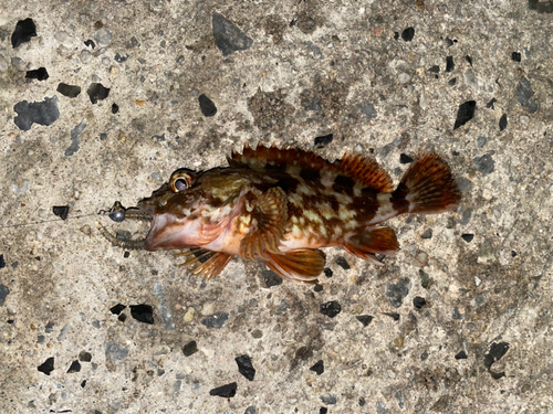 カサゴの釣果