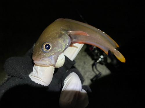 ドンコの釣果