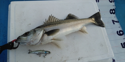 シーバスの釣果