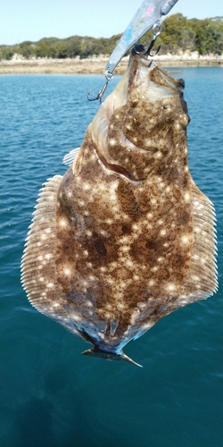 ヒラメの釣果