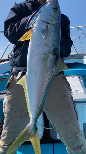 ヒラマサの釣果